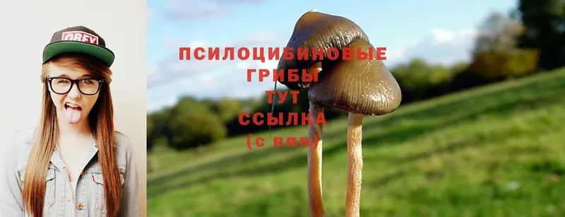 как найти закладки  Кировск  Галлюциногенные грибы Psilocybine cubensis 